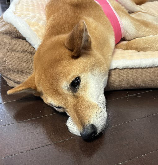 柴犬