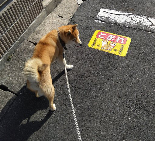 一時停止する柴犬