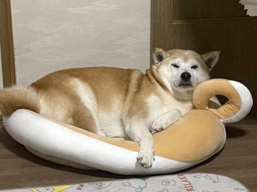 柴犬