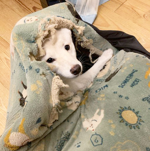 柴犬