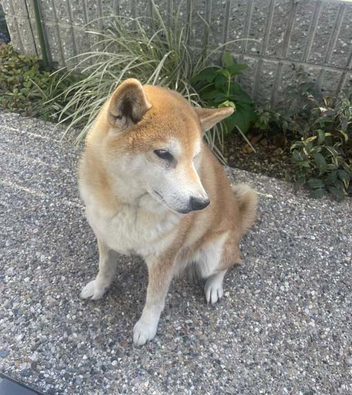 柴犬