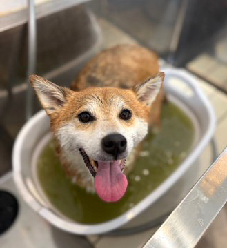シャンプー中の柴犬
