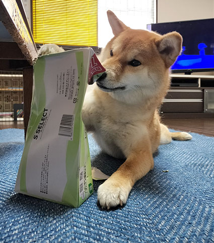 ティッシュボックスを壊す柴犬