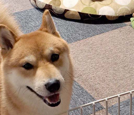柴犬