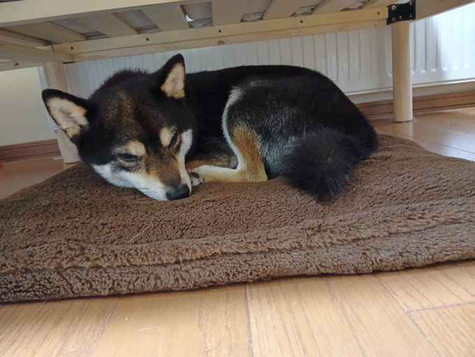 柴犬