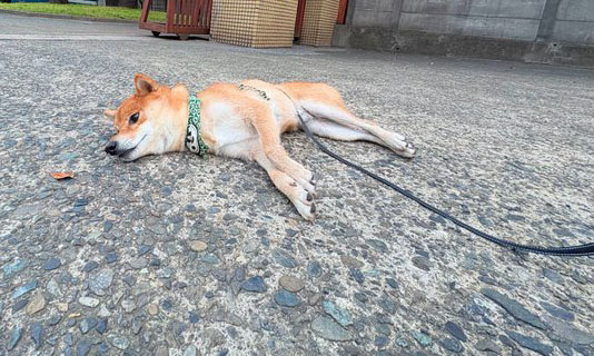 道に落ちている柴犬