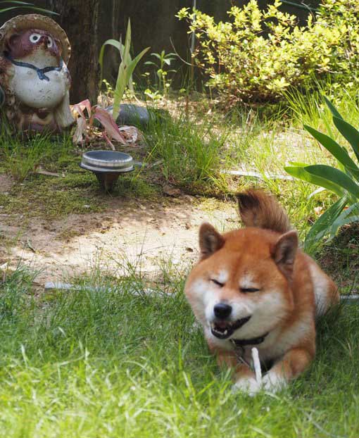 柴犬