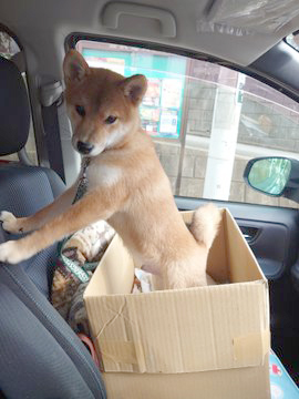 柴犬
