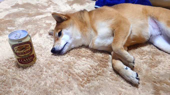 柴犬