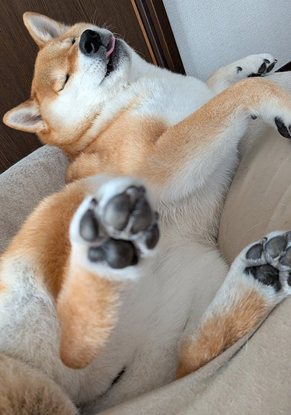 柴犬