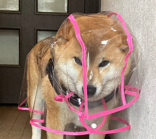 カッパを被った柴犬