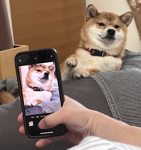 柴犬