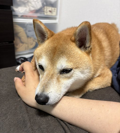 柴犬