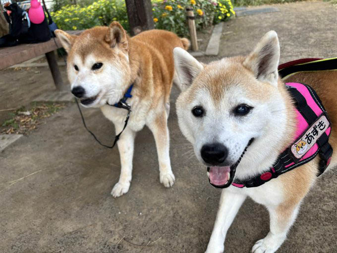 柴犬