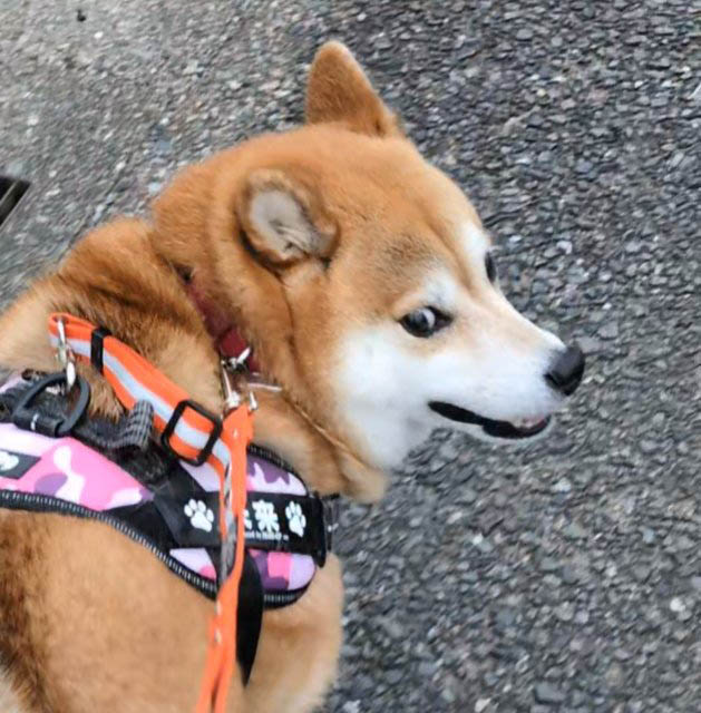 柴犬