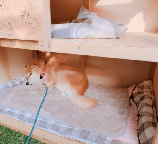 押し入れで昼寝する柴犬