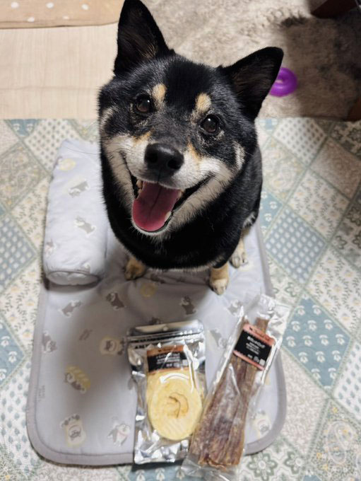 柴犬