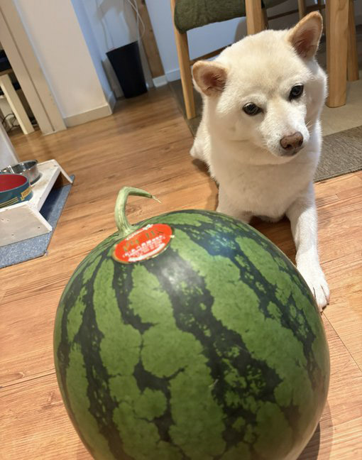 すいかと柴犬