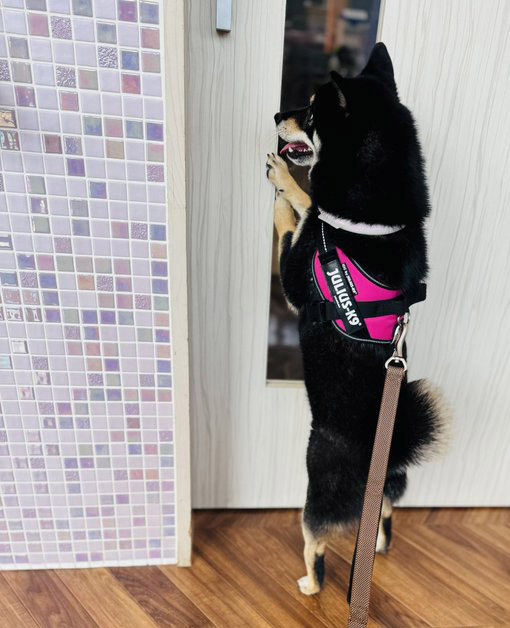 柴犬