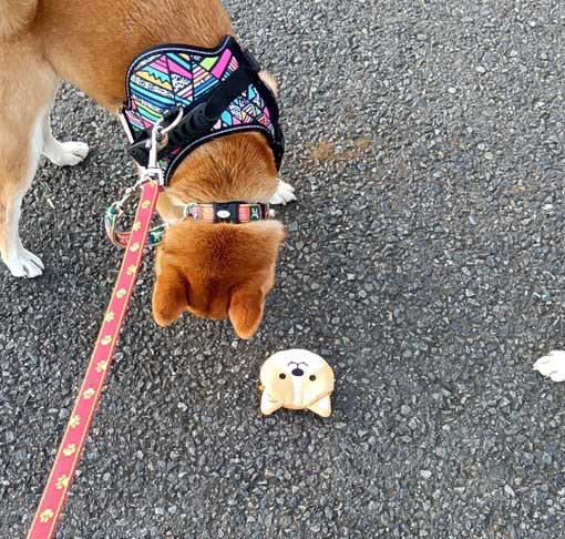 柴犬