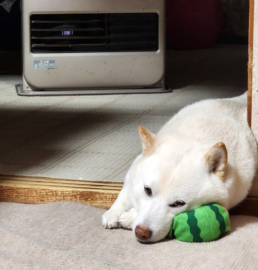 柴犬
