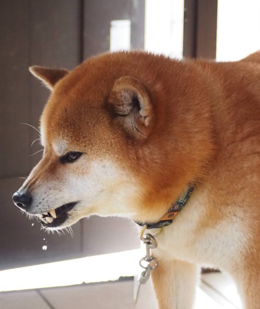 水を飲む柴犬