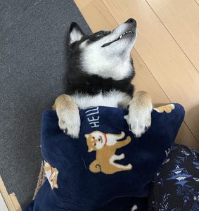 ヘソ天で寝る柴犬