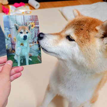 柴犬