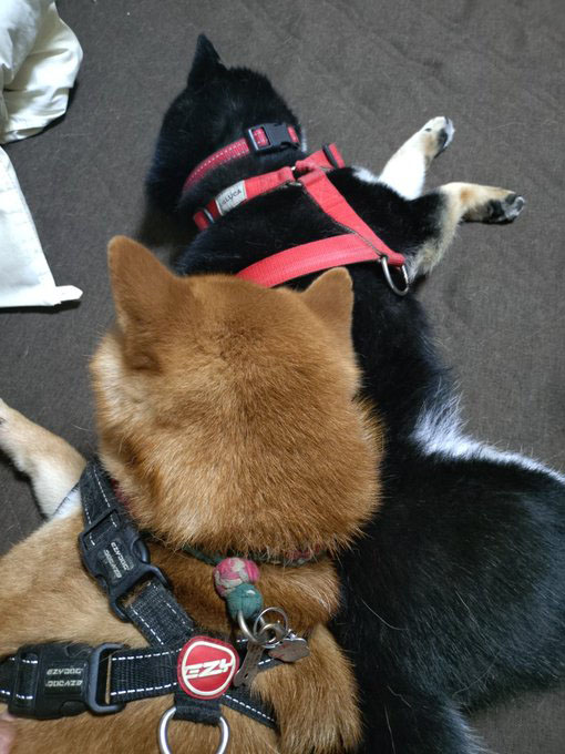 柴犬