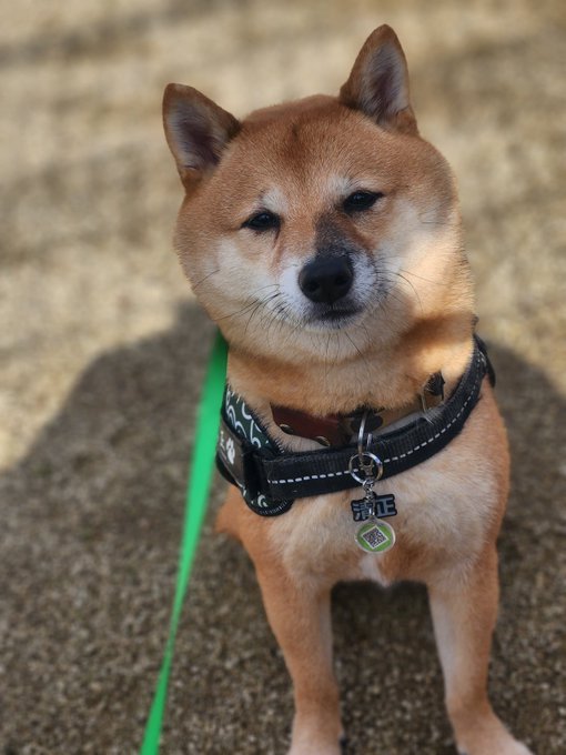 柴犬