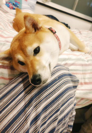柴犬