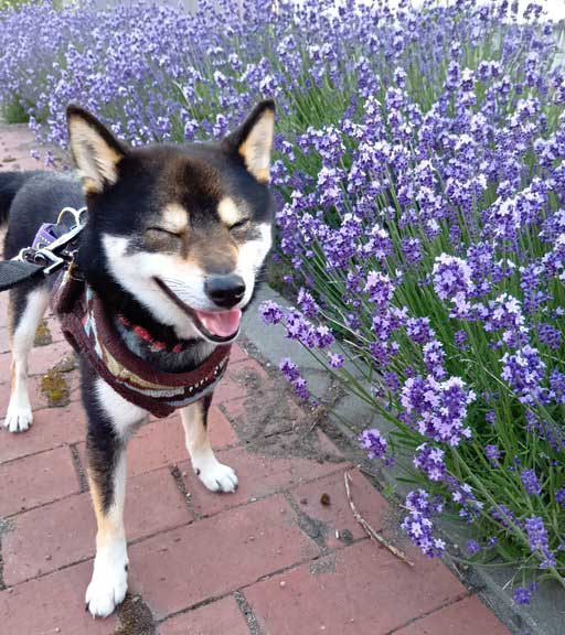 ラベンダーと柴犬