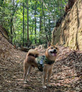 山の中の柴犬