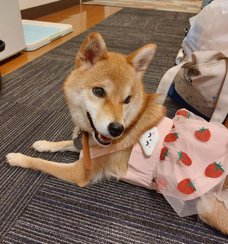 柴犬