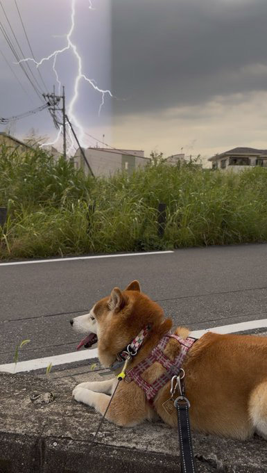 柴犬と稲光