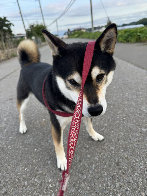 柴犬