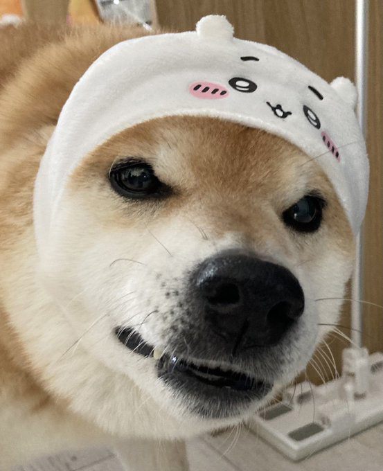ちいかわのかぶりものをした柴犬