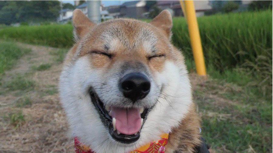 柴犬の笑顔