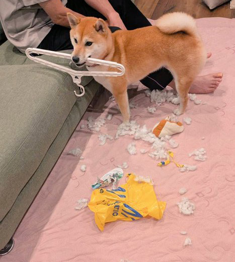 柴犬