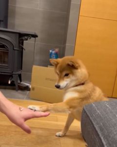 柴犬