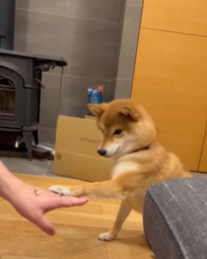 柴犬