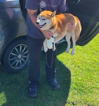 車からおろされる柴犬