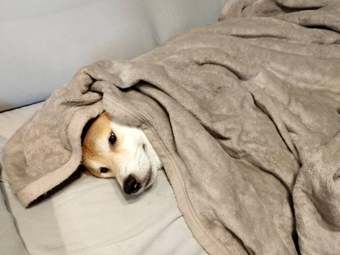 柴犬