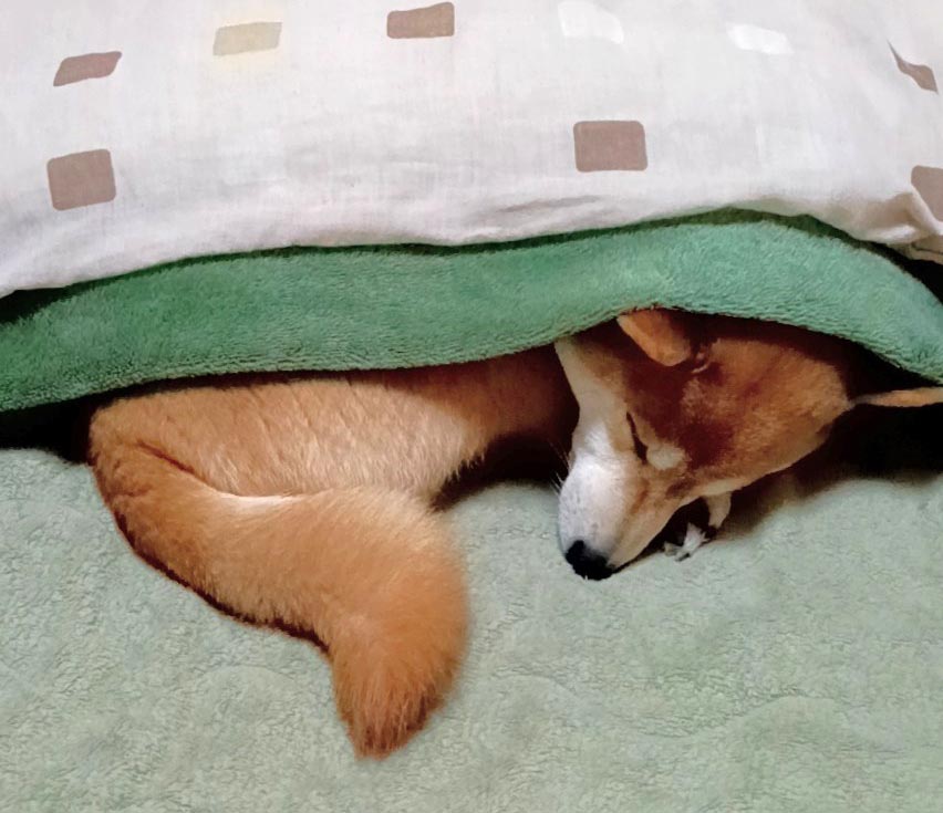 柴犬