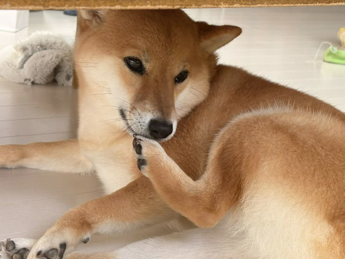 柴犬