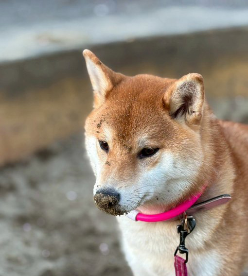 柴犬