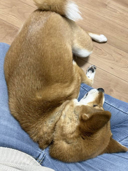 柴犬