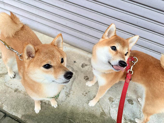 柴犬