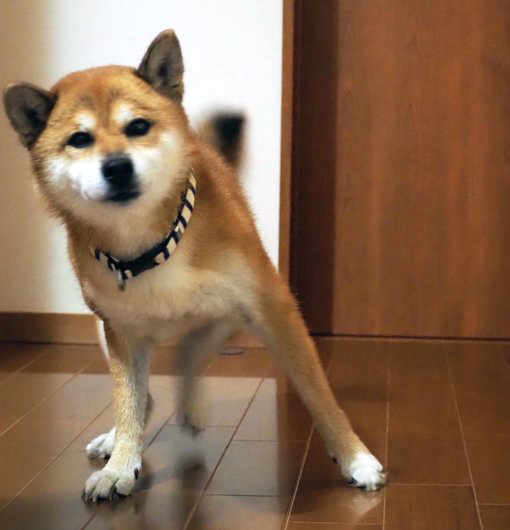 柴犬