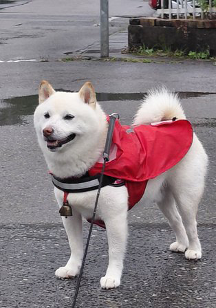 柴犬